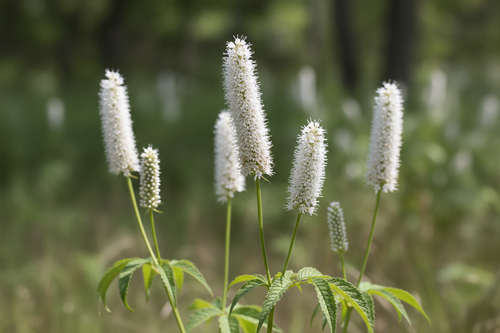 Canadian Burnet flowers