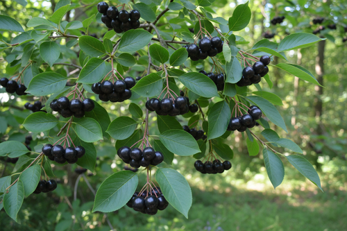 Common Chokecherry