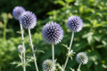 Globe Thistle