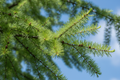 Japanese Larch green tree