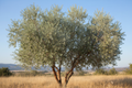 Russian Olive tree